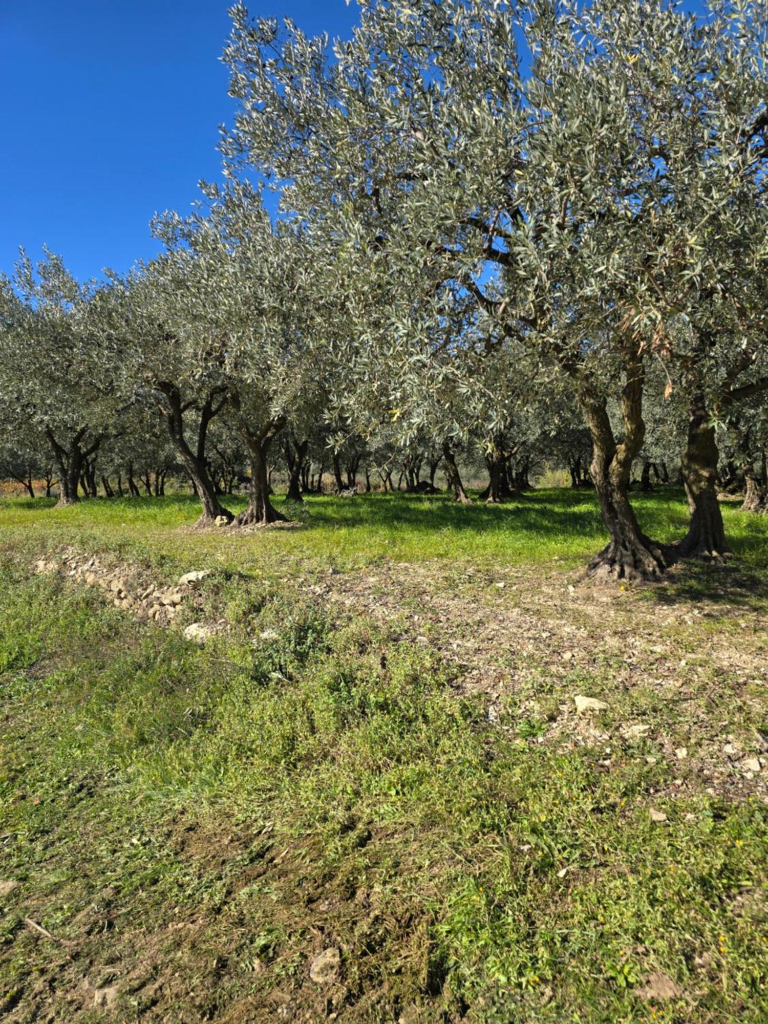 A L'Oree Des Oliviers Venterol  Luaran gambar